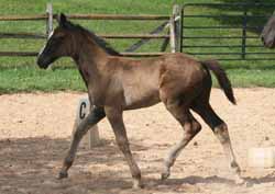 trot